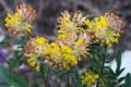 Anthyllis vulneraria